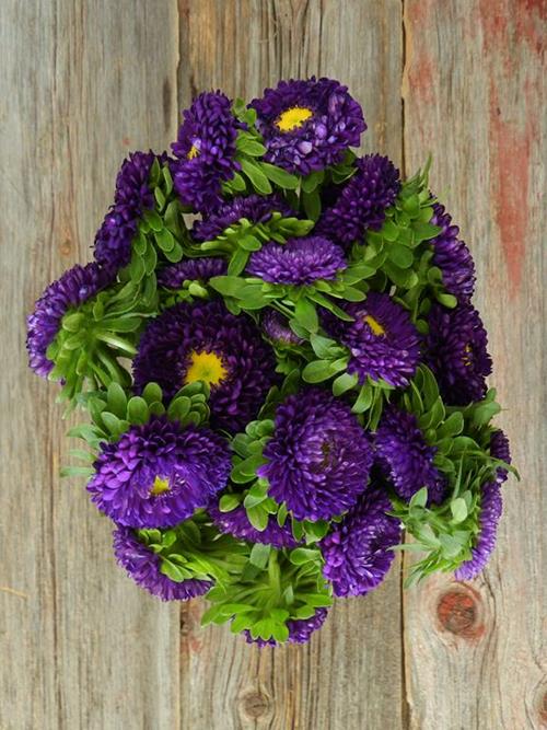 Wholesale Matsumoto Purple Aster Delivered Online | FlowerFarm