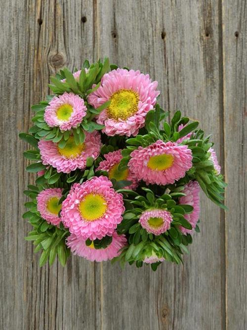 Wholesale Matsumoto Pink Aster Delivered Online 