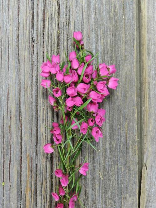 Wholesale Pink Boronia Delivered Online | FlowerFarm