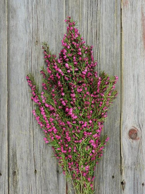 Wholesale Pink Boronia Delivered Online | FlowerFarm