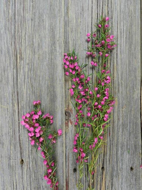 Wholesale Pink Boronia Delivered Online | FlowerFarm