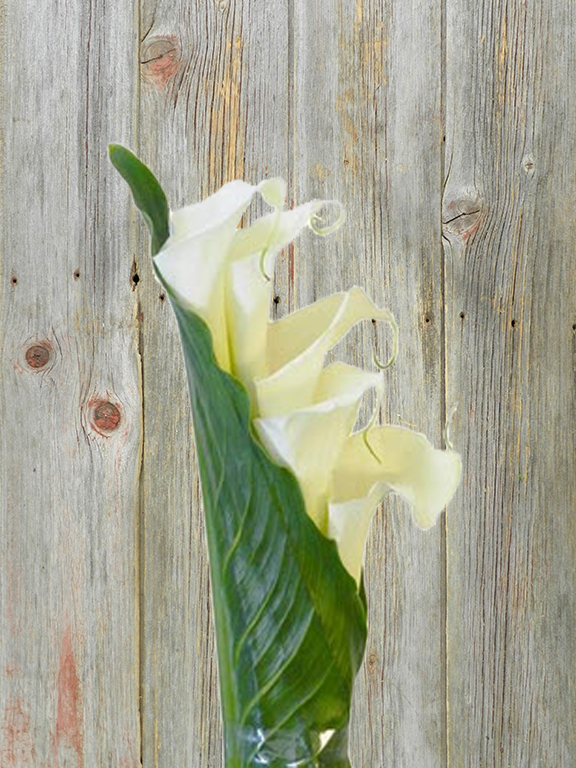 Bouquet of Picasso Calla Lily in Aspidistra Leaves