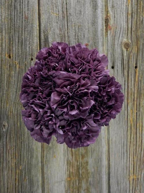 Wholesale Extasis Purple Carnations Delivered Online | FlowerFarm
