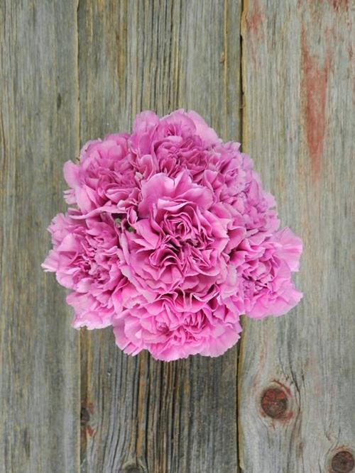 Wholesale Farida Light Fuchsia Carnations Delivered Online | FlowerFarm