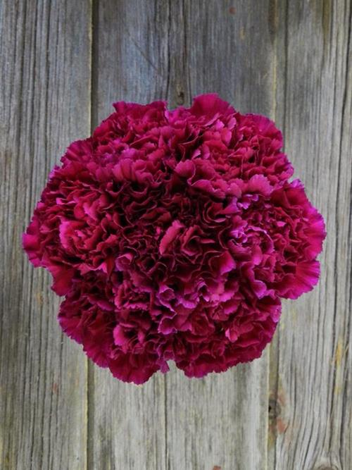 Wholesale Golem Purple Carnations Delivered Online | FlowerFarm