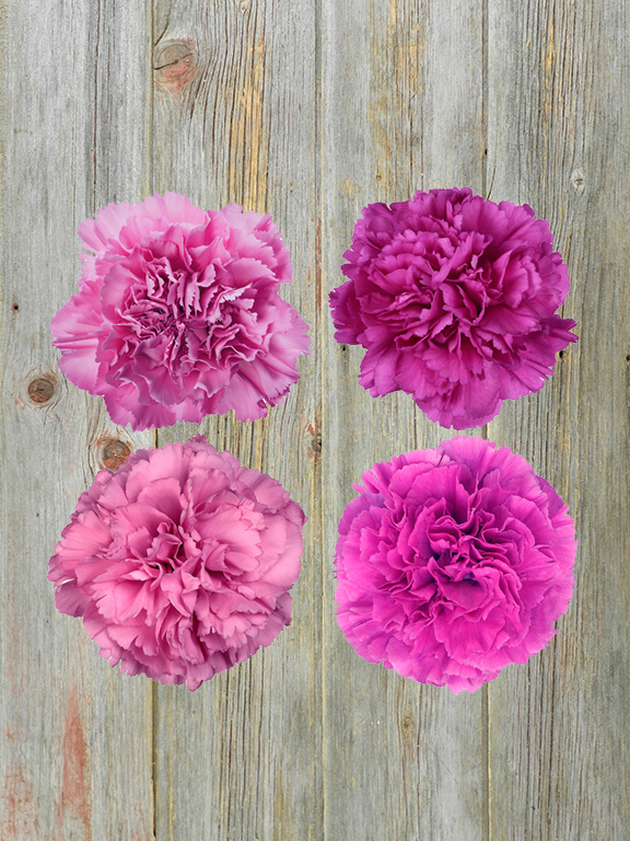 Wholesale Lavender Carnations Delivered Online | FlowerFarm