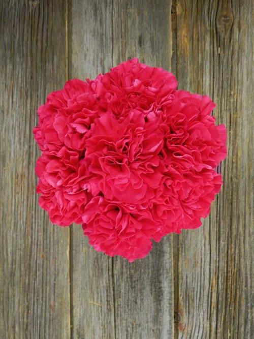 Wholesale Mandalay Hot Pink Carnations Delivered Online | FlowerFarm