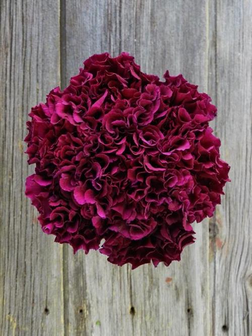 Wholesale Monsenor Purple Carnations Delivered Online | FlowerFarm