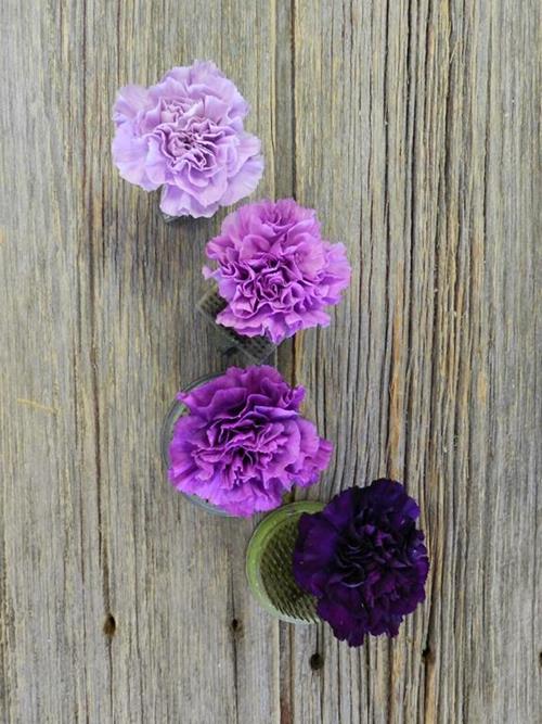 Burgundy Minerva Fancy Carnations