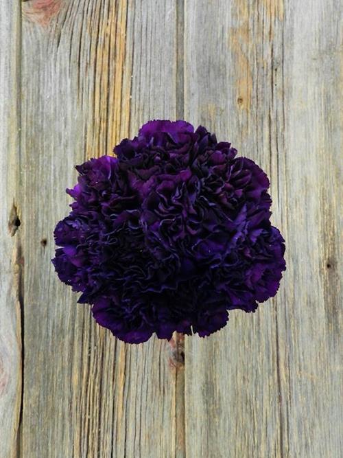 Wholesale Moonvista Purple Carnations Delivered Online | FlowerFarm