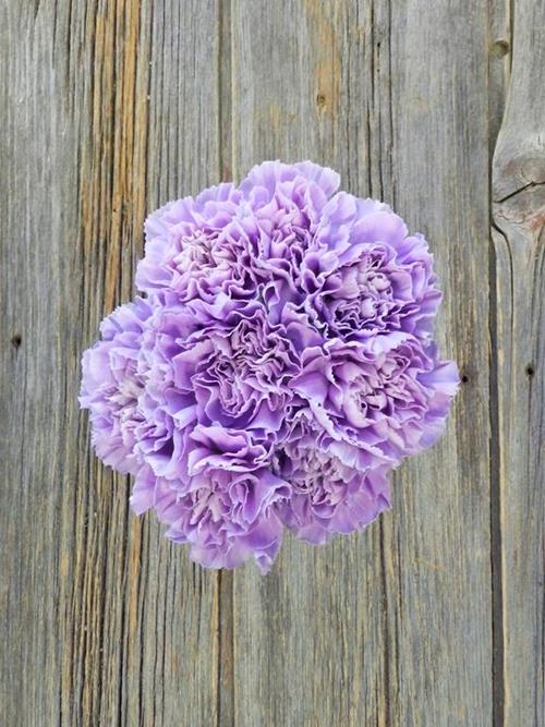 Wholesale Moonaqua Lavender Carnations Delivered Online | FlowerFarm