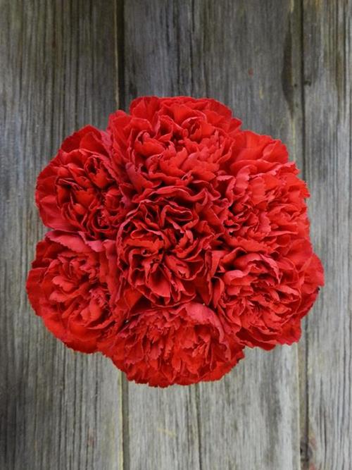 Wholesale Pomodoro Red Carnations Delivered Online | FlowerFarm
