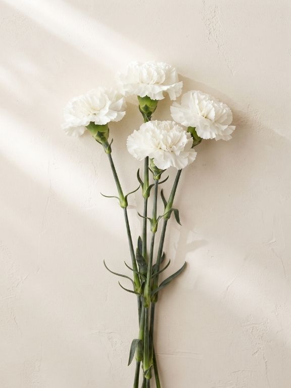 Wholesale Randal White Carnations Delivered Online | FlowerFarm