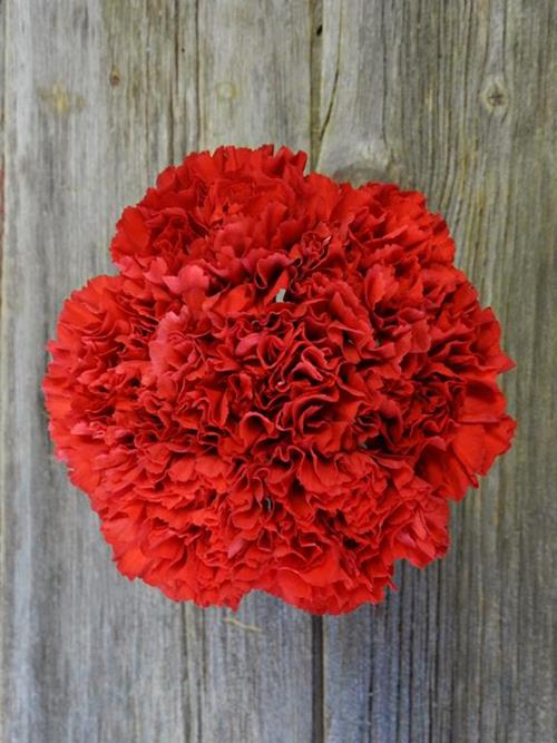 Wholesale Red Magic Red Carnations Delivered Online | FlowerFarm