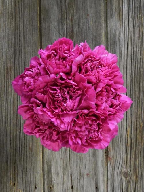 Wholesale Tiepolo Fuchsia Carnations Delivered Online | FlowerFarm