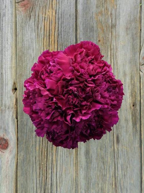 Wholesale Zafiro Purple Carnations Delivered Online | FlowerFarm