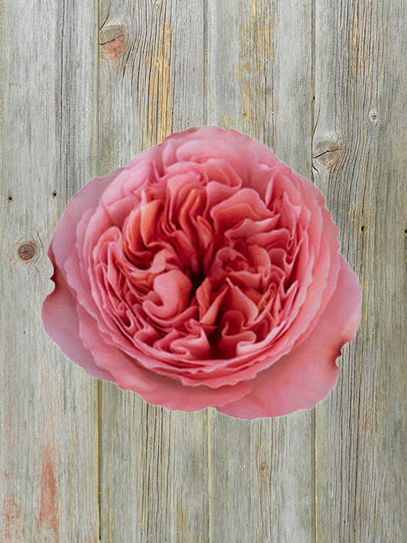 Wholesale Candy X-Pression Pink Garden Rose Delivered Online | FlowerFarm