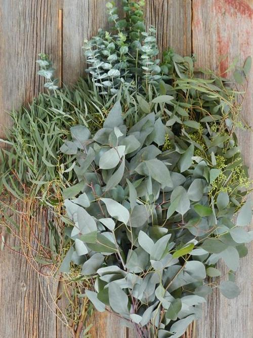 Wholesale Assorted Eucalyptus Delivered Online | FlowerFarm