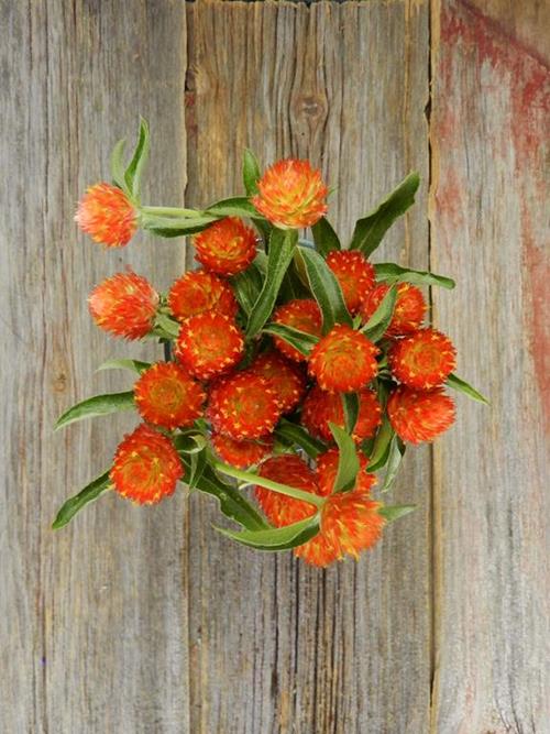 Wholesale Orange Gomphrena Delivered Online | FlowerFarm