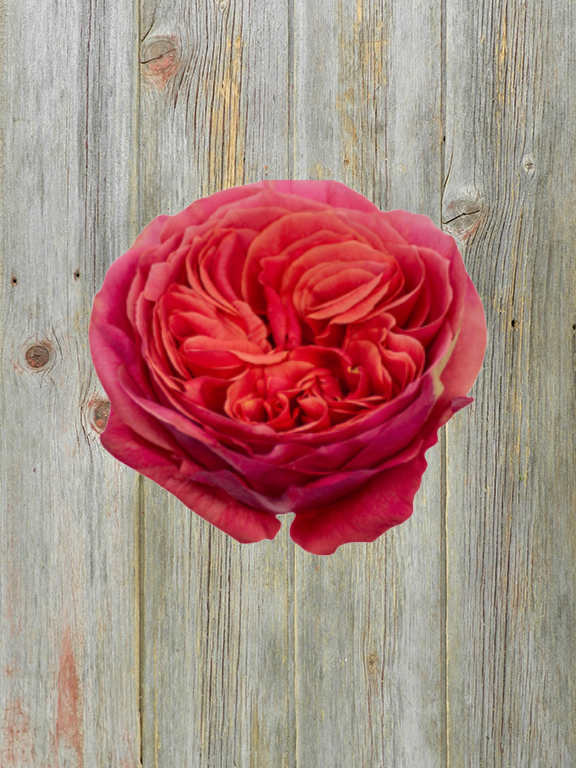 Wholesale Dark X-Pression Hot Pink Garden Rose Delivered Online ...