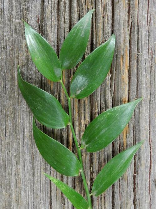 FAM Flower Farm Italian Ruscus - Thumbnail 3