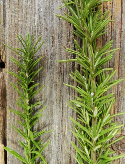 Wholesale Rosemary Greens Delivered Online