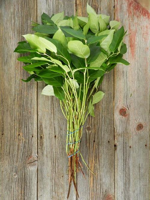 Wholesale Salal Greens Delivered Online | FlowerFarm