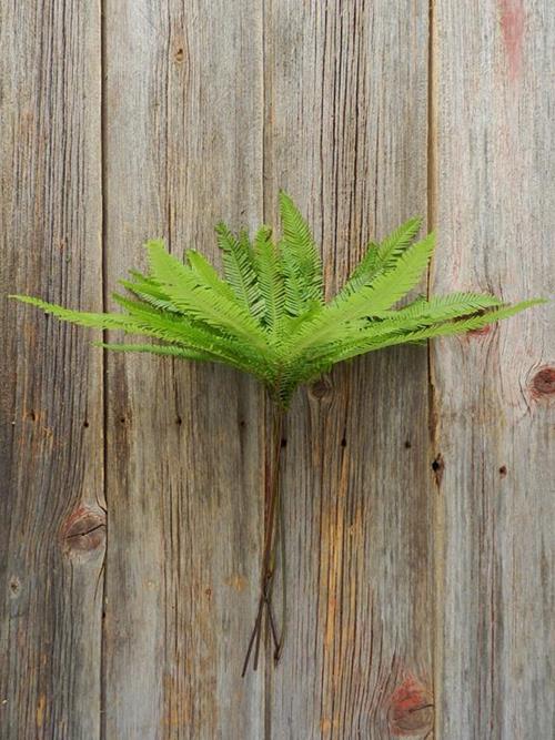 Wholesale Austrailian Umbrella Fern Greens Delivered Online | FlowerFarm