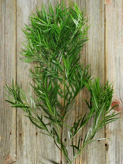 Wholesale Weeping Podocarpus Greens Delivered Online | FlowerFarm