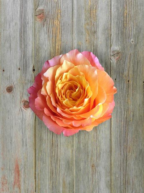 Wholesale Free Spirit Bi-Color (Yel/Pnk) Garden Roses Delivered Online ...