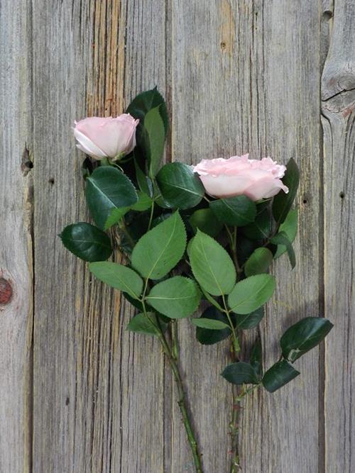 Wholesale Mayra Pink Garden Rose Delivered Online | FlowerFarm