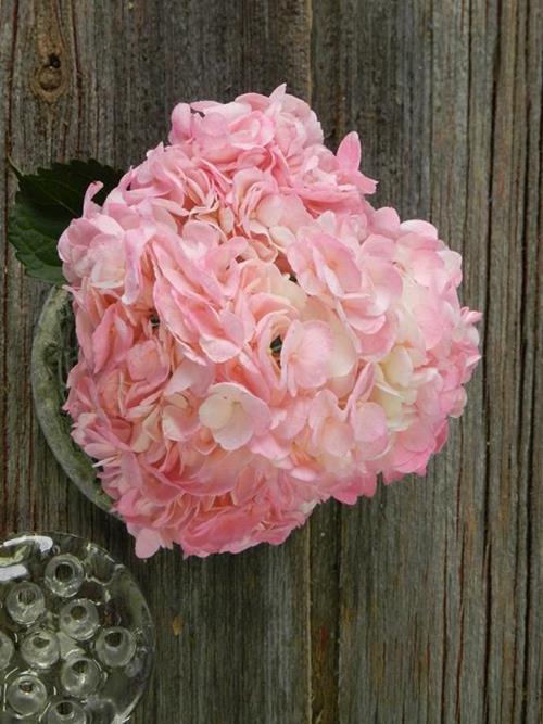 Wholesale Hydrangeas Delivery Online 