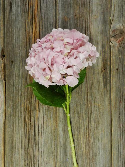 Wholesale Light Pink Hydrangea Delivered Online | FlowerFarm