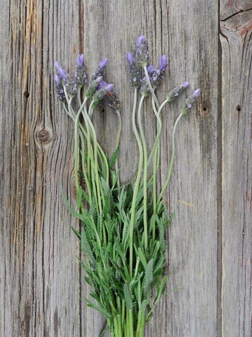 Wholesale French Lavender Delivered Online | FlowerFarm