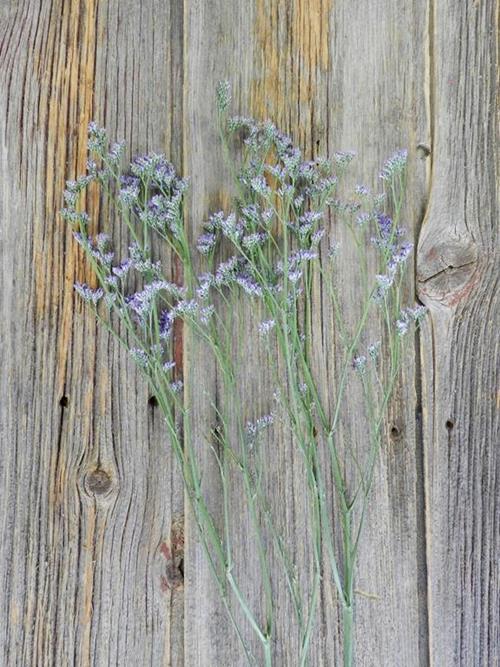 Wholesale Maine Blue Limonium Delivered Online | FlowerFarm