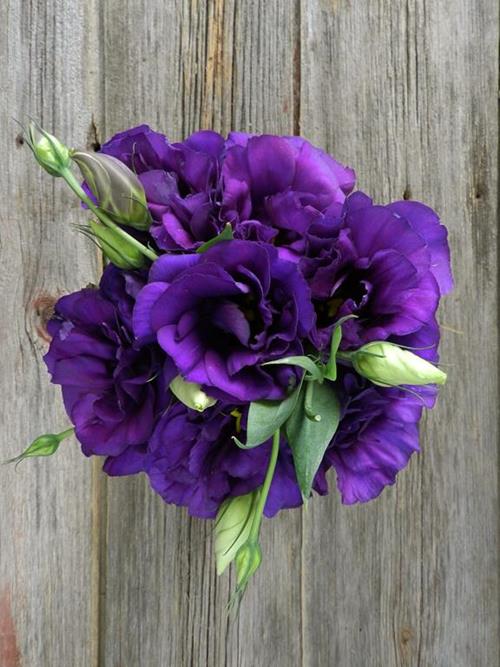 Wholesale Purple Lisianthus Flowers Online | FlowerFarm