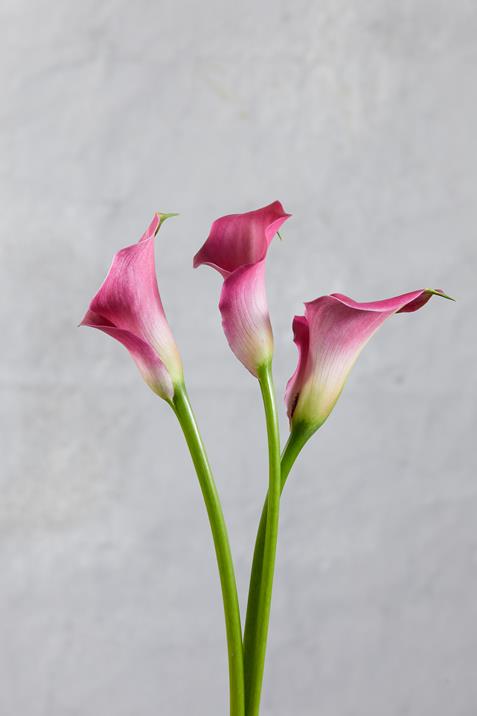 Wholesale Zazu Hot Pink Mini Calla Lilies Delivered Online | FlowerFarm