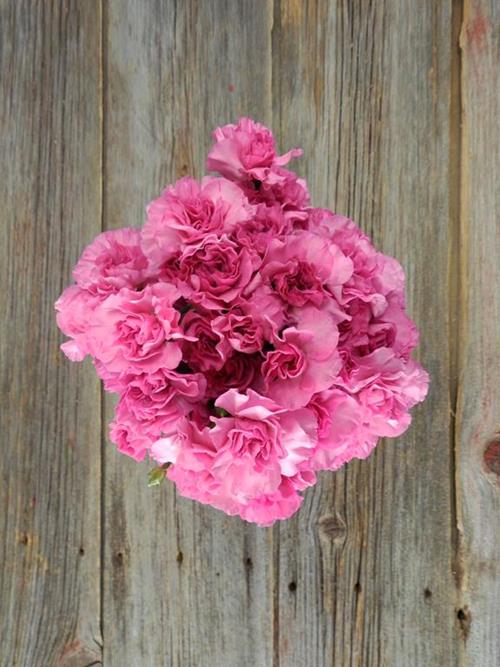 Wholesale Lilac Melissa Lavender Mini Carnations Delivered Online ...