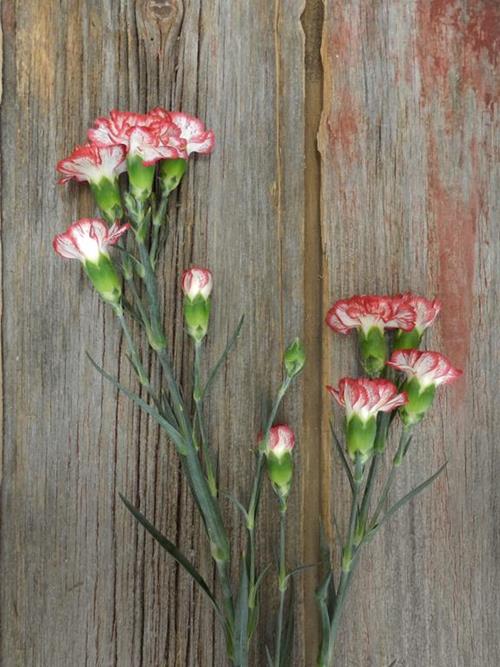 Wholesale Minuetto Bi-Color Red/White Mini Carnations Delivered Online ...