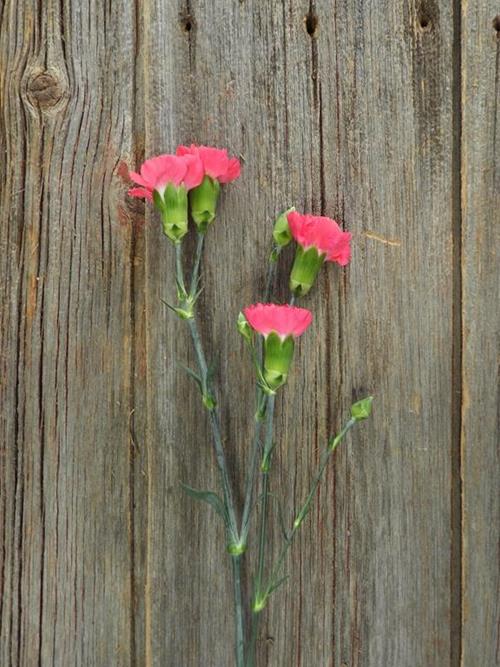 Wholesale Pigeon Hot Pink Mini Carnations Delivered Online | FlowerFarm