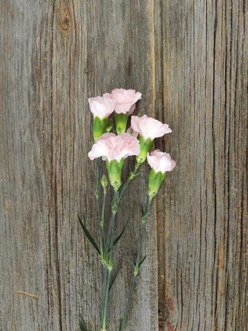 Wholesale Roxanne Pink Mini Carnations Delivered Online | FlowerFarm