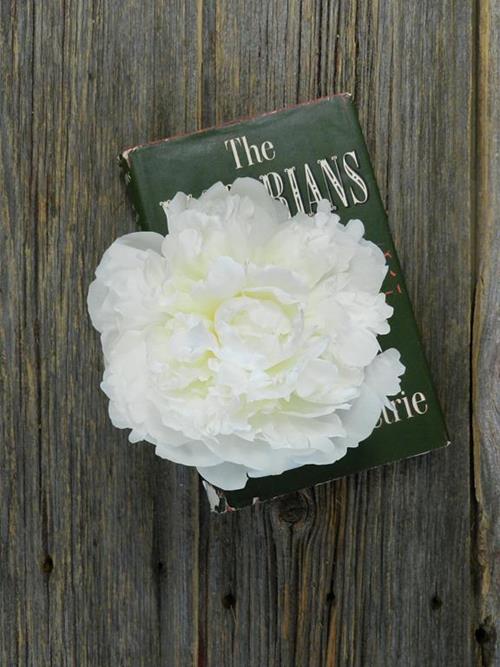 FAM Flower Farm Duchess De Nemours Peonies - Thumbnail 3