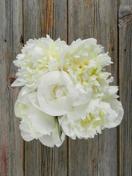 FAM Flower Farm Duchess De Nemours Peonies - Thumbnail 2