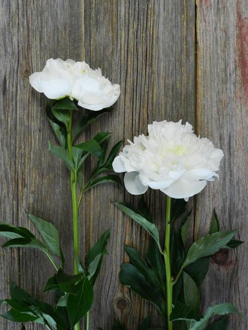 FAM Flower Farm Duchess De Nemours Peonies