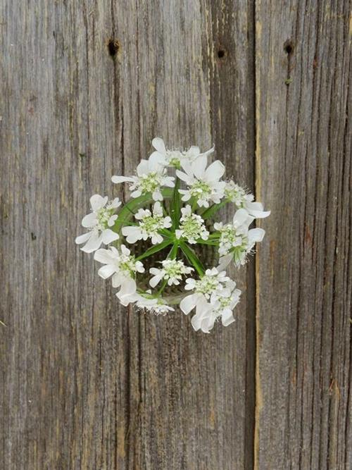 Queen Anne's Lace - Florabundance Wholesale Flowers