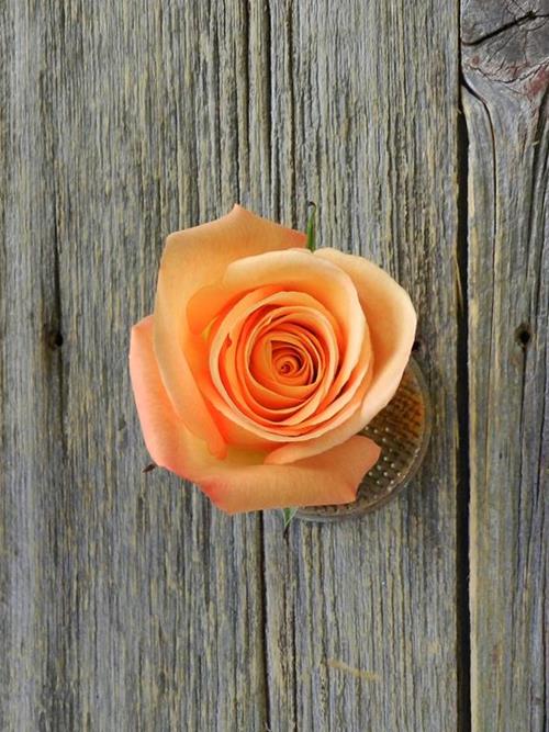 Wholesale Confidential Orange Roses Delivered Online | FlowerFarm