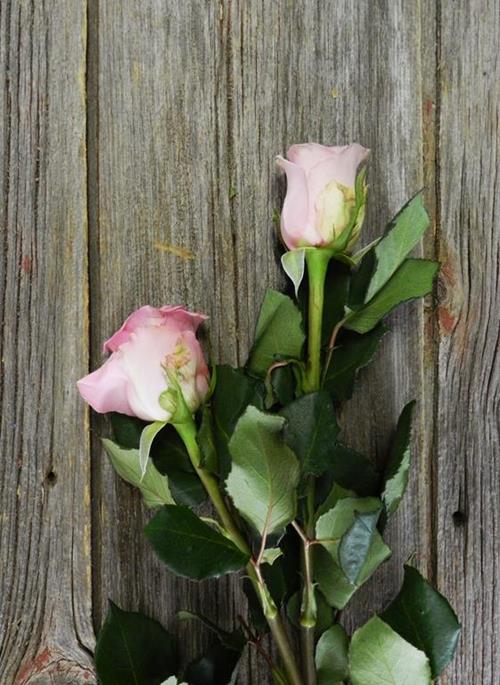 Wholesale Jessika Pink Roses Delivered Online | FlowerFarm