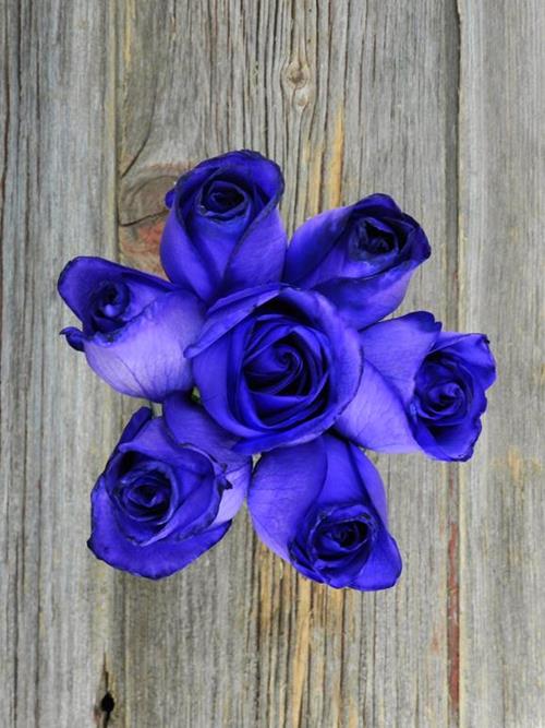 Wholesale Purple Tinted Roses Delivered Online | FlowerFarm