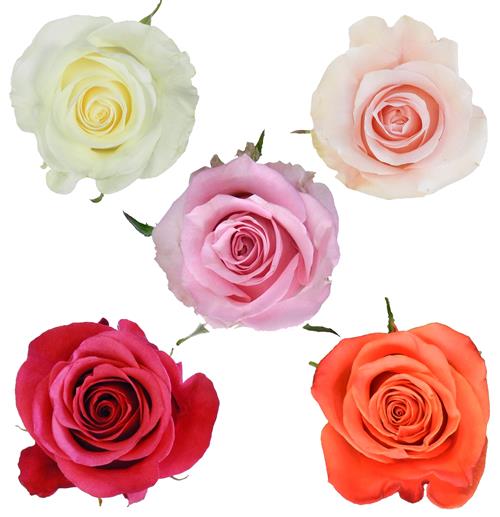 Wholesale Valentine`S Day Pack Assorted Color Roses Delivered Online ...