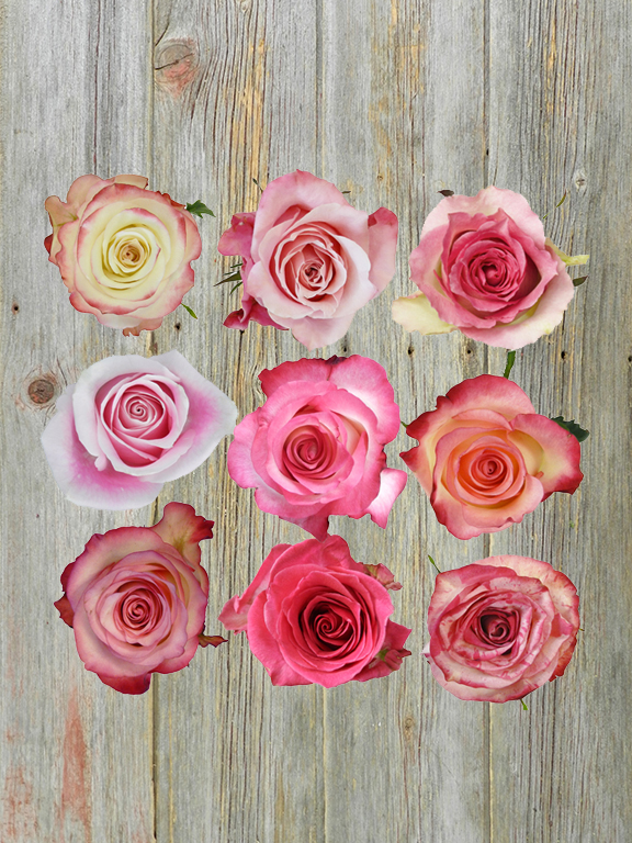 Wholesale Bi-Color White/Pink Roses Delivered Online | FlowerFarm